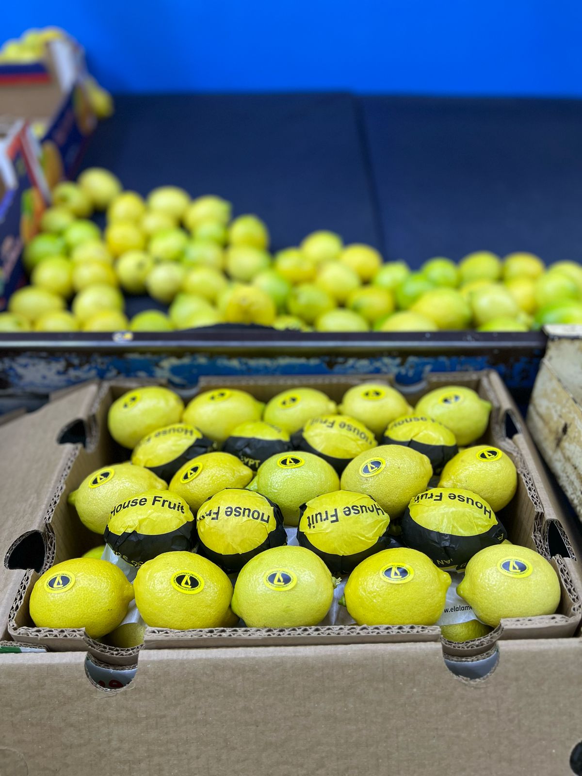 الليمـون - الصورة 3