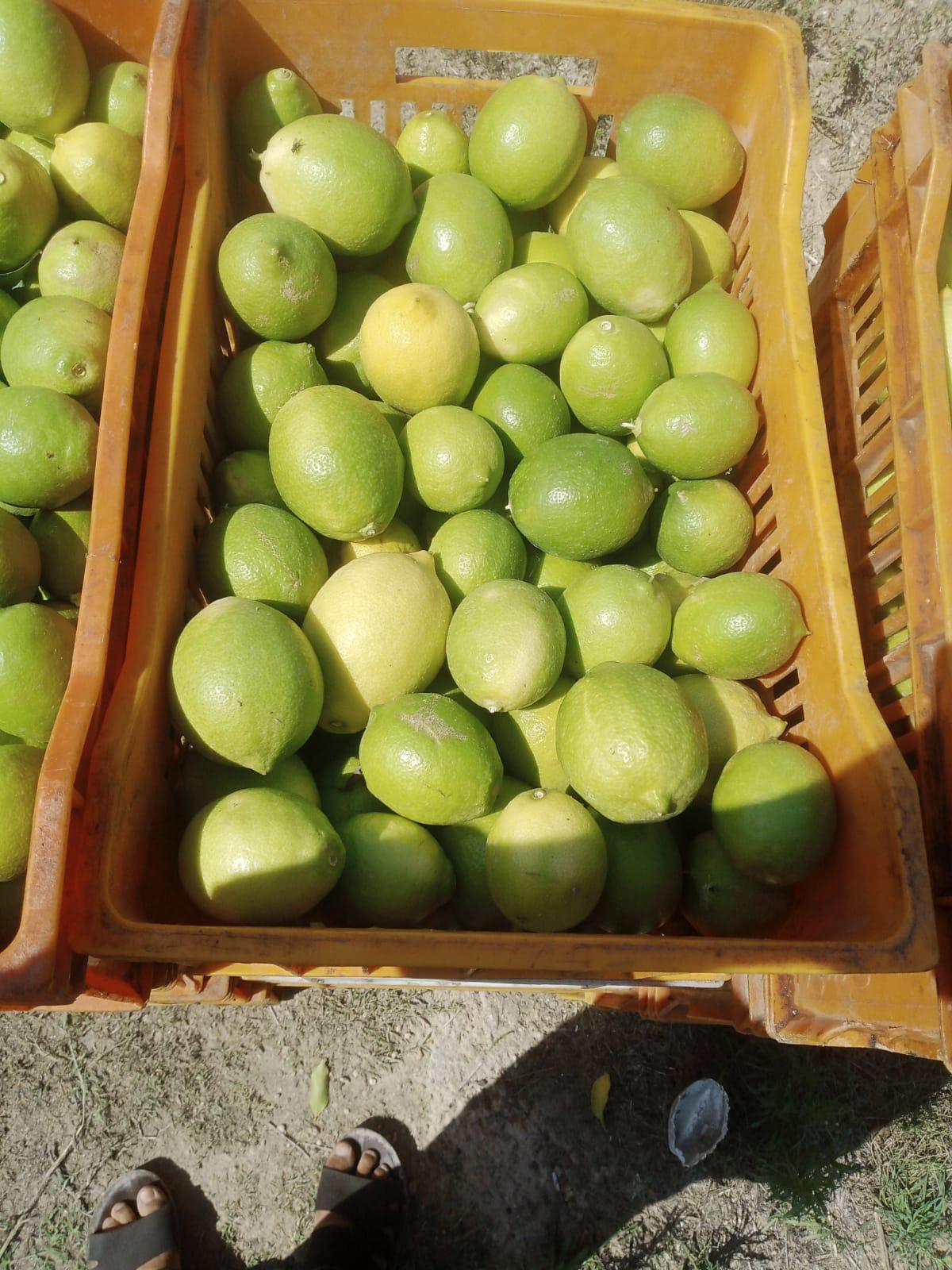 الليمـون - الصورة 5