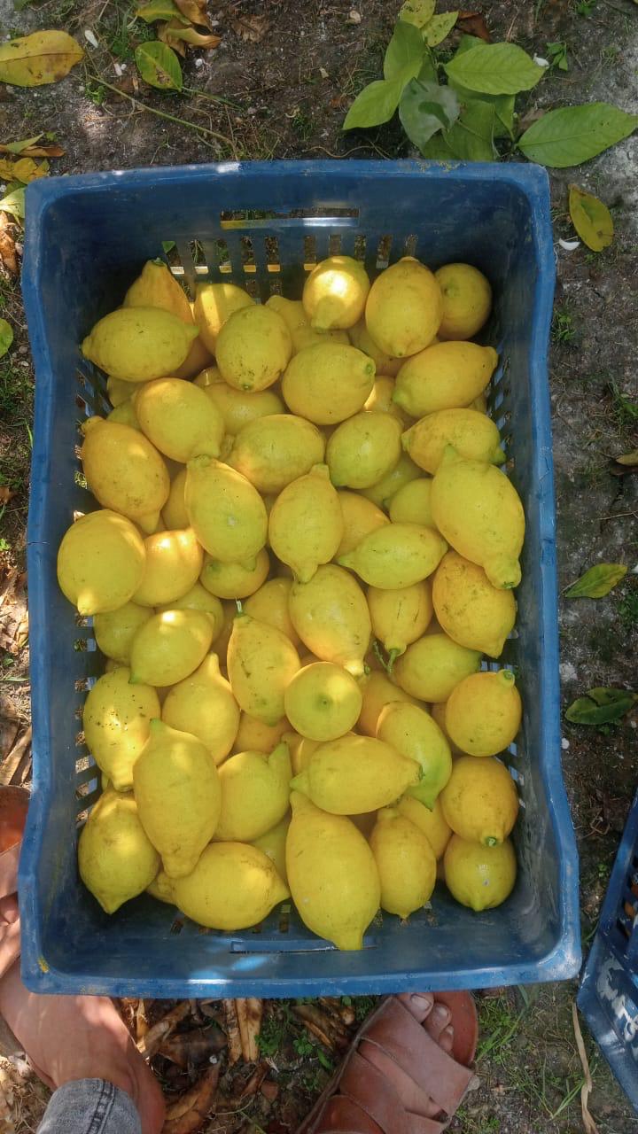 الليمـون - الصورة 6